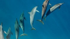 Dolphins Recognize Chums by Drinking Pee