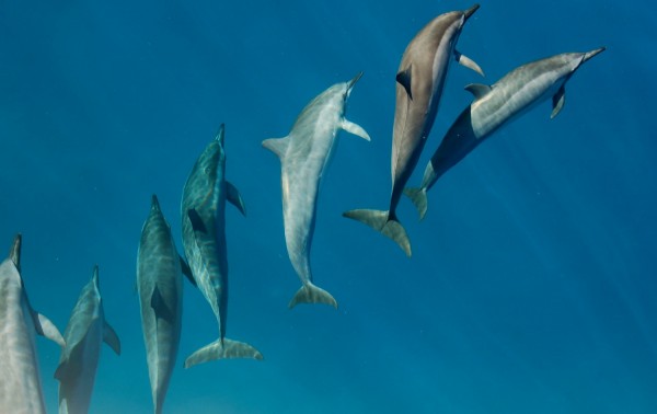 Dolphins Recognize Chums by Drinking Pee