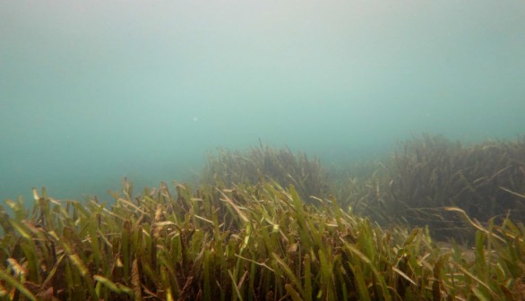 Conservationists Plant Sea Grasses In Effort To Save Florida Manatees