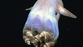 Deep-Sea Creatures that Dwell North of Mariana Trench