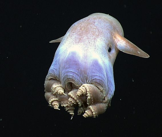 Deep-Sea Creatures that Dwell North of Mariana Trench