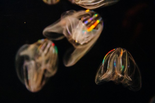 Comb Jellies