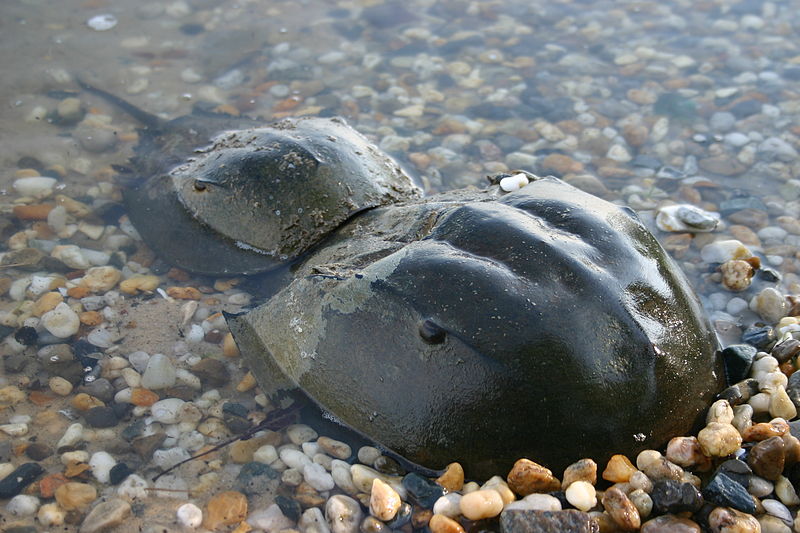 What Makes Horseshoe Crab's Blue Blood Worth $60,000 a Gallon? | Nature  World News
