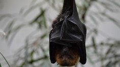 Bats Help Mitigate Crop Damage in the US