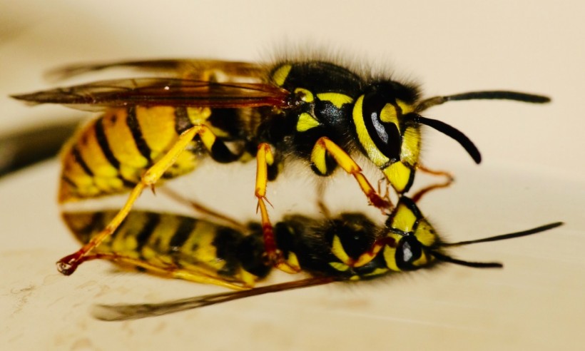 Viral Video: Parasite Yanked from Live Hornet
