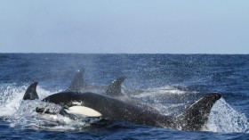 Fisherman Films Killer Whale on US Coast, Experts Anticipate Orca - Shark Showdown