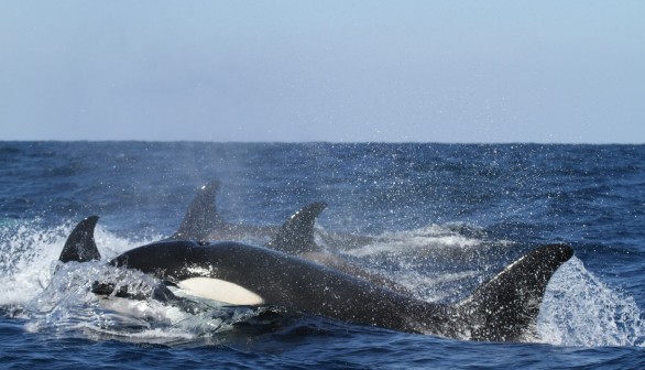 Fisherman Films Killer Whale on US Coast, Experts Anticipate Orca - Shark Showdown