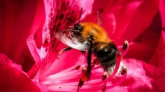 RUSSIA-NATURE-BUMBLEBEE-FEATURE