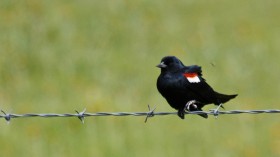 tricolored blackbird