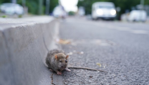 Injured Rat