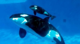 Killer Whales at SeaWorld Theme Park