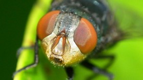 Blowfly