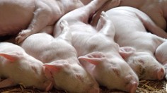Chinese Scientists Use A.I. for First Batch of Cloned Pigs