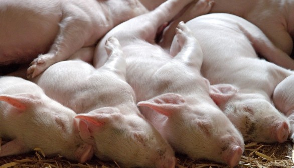 Chinese Scientists Use A.I. for First Batch of Cloned Pigs