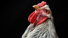 Chickens On Display At The 2016 Poultry Show