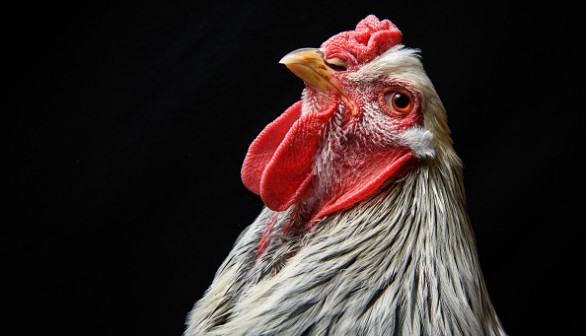 Chickens On Display At The 2016 Poultry Show