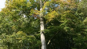 European Beech Tree