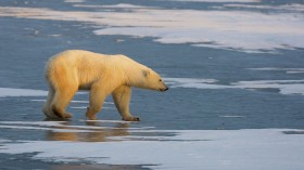 A Polar Bear walks on the frozen tundra