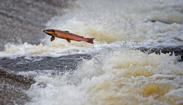 Salmon Tagged As They Swim Upstream From The Atlantic