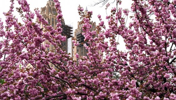 US-NATURE-BLOSSOM