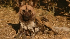 African wild dog