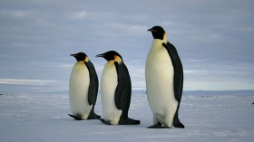 emperor penguins