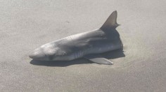 Shark in Half 