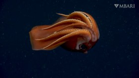 Amazingly Detailed Bizarre Footage of Deep-Sea Creatures Captured in 4K UHD
