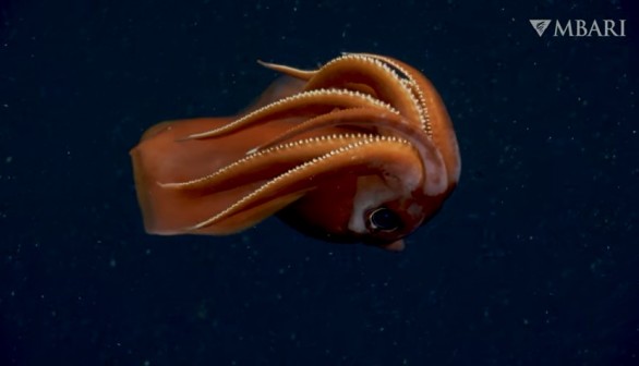 Amazingly Detailed Bizarre Footage of Deep-Sea Creatures Captured in 4K UHD