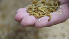 Insect Protein in Pet Food: Fad or Solution?