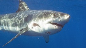 Great White