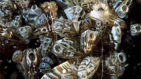 Zebra mussels