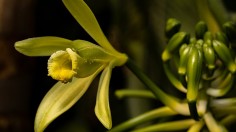 Over 1000 Orchids Grow All Over the Island of Madagascar