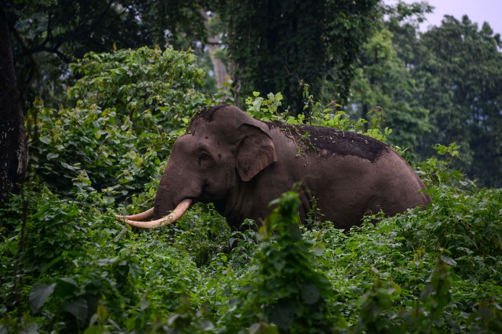 Elephant Tramples Woman to Death, Comes Back After Few Hours to Crush