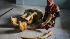 INDONESIA-CRIME-ANIMAL