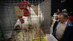 Enthusiasts Participate In The National Poultry Show