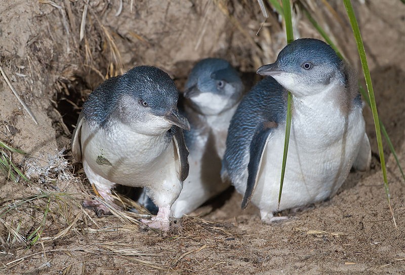 Kororā Penguins