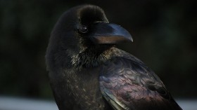 crow