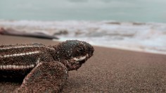 Leatherback Turtles: Hatchlings the Roam the Shores