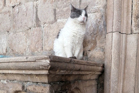 CROATIA-ANIMAL-CAT-OFFBEAT-TOURISM