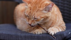 Catnip Intoxicates Cats, Repels Mosquitoes 