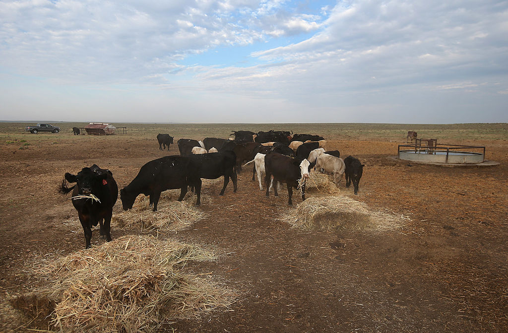 kansas-heat-wave-kills-around-10-000-fat-cattle-as-temperatures-reach