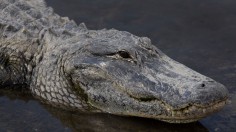 Alligator