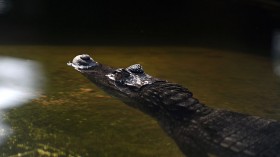 African dwarf crocodile