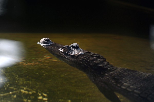 Giant dwarf crocodile species discovered that may have eaten human  ancestors 18 million years ago