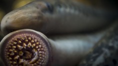 Parasitic Sea Lampreys Sets to Spawn in Great Lakes