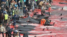 Faroe Islands Hunting Season Commence with 60 Pilot Whales Slaughter 