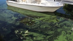 Algal Bloom Contaminates Only Drinking Water Supply in Pacific Crest Trail, California