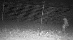 Chupacabra Visits Texas Zoo, Triggers Motion-Activated Camera