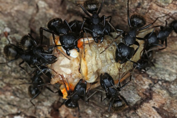Ant infestation